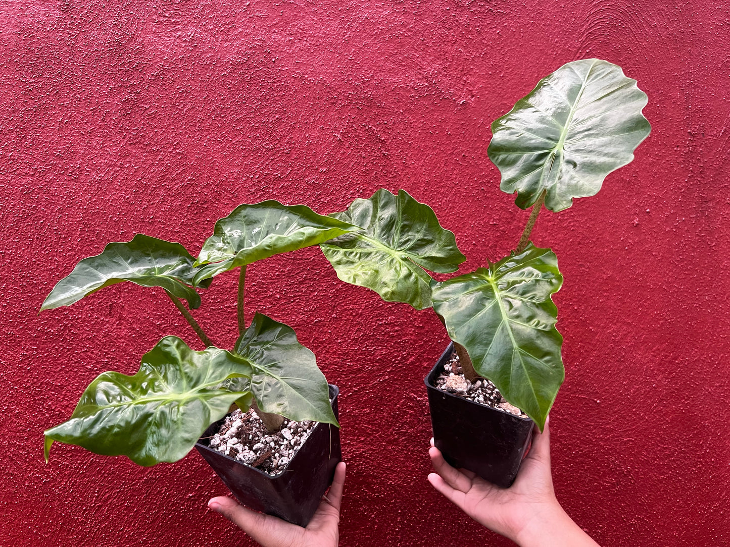 ALOCASIA LOW RIDER
