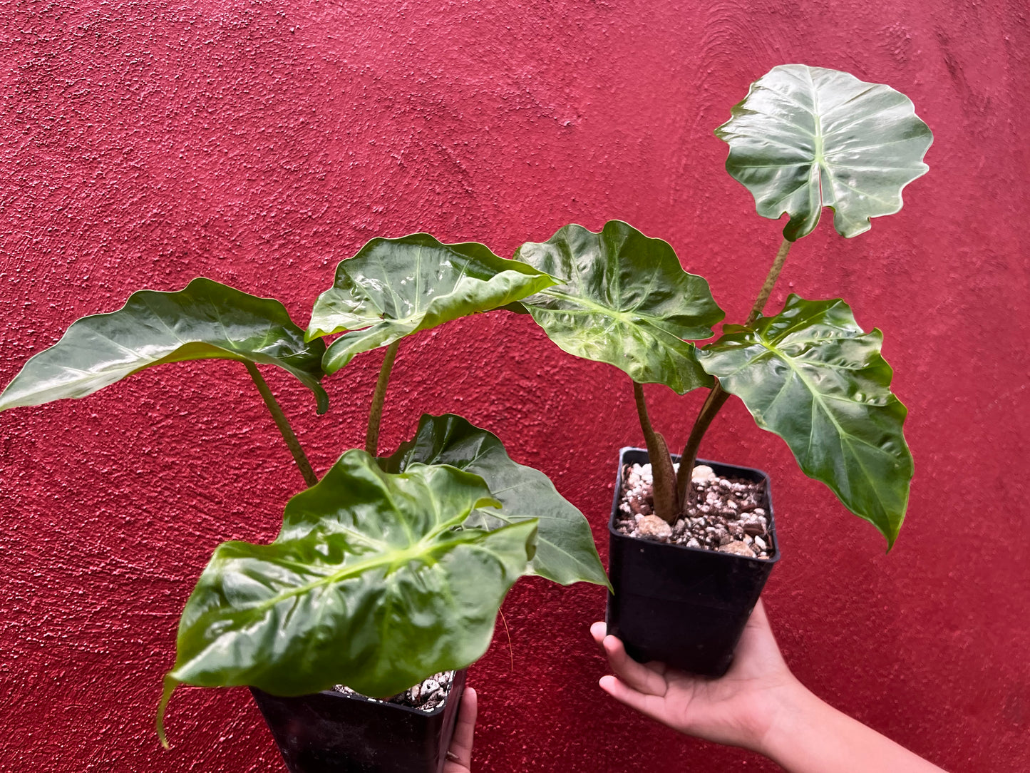 ALOCASIA LOW RIDER