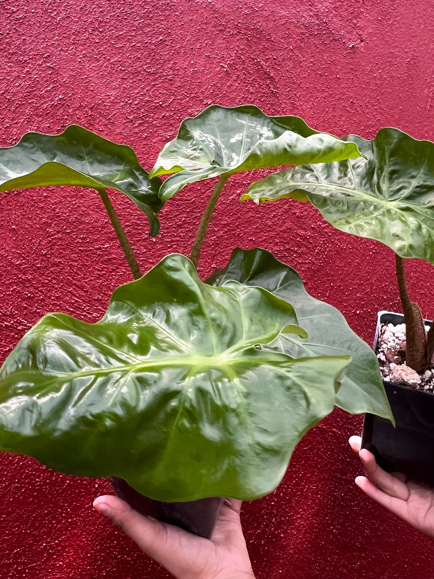 ALOCASIA LOW RIDER