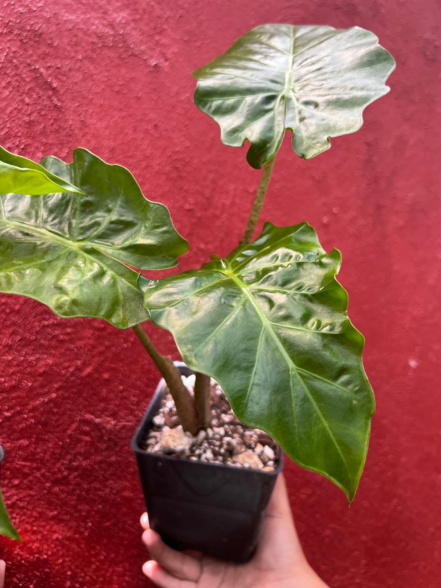 ALOCASIA LOW RIDER