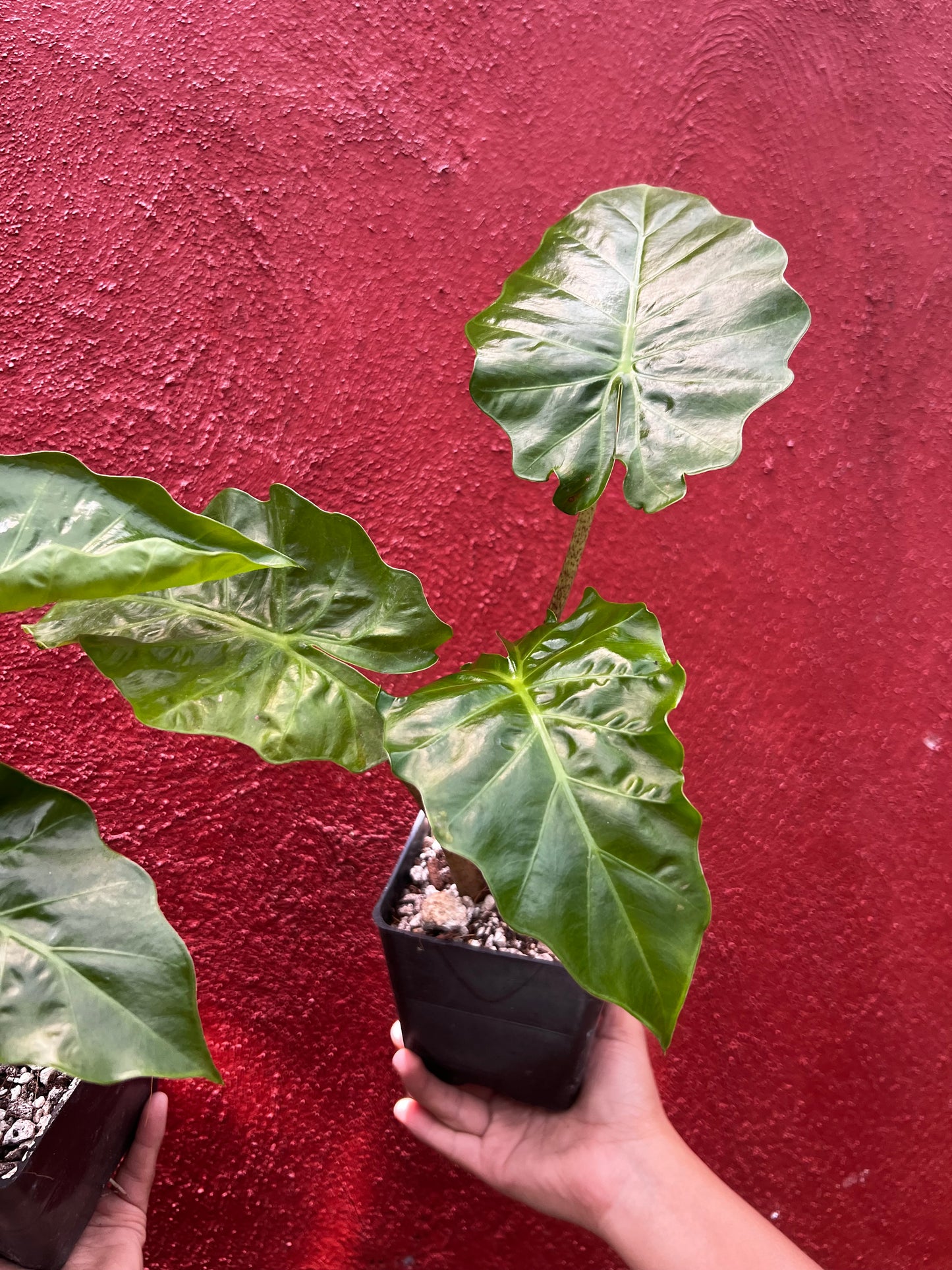ALOCASIA LOW RIDER