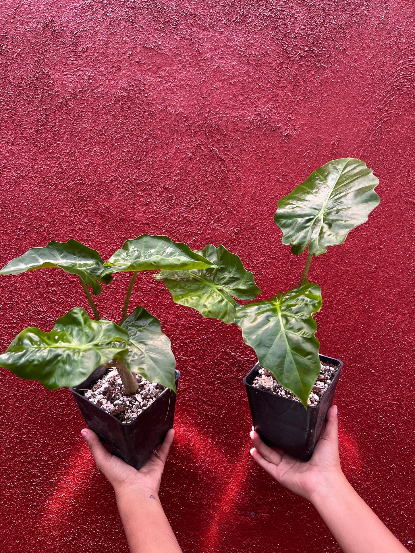 ALOCASIA LOW RIDER