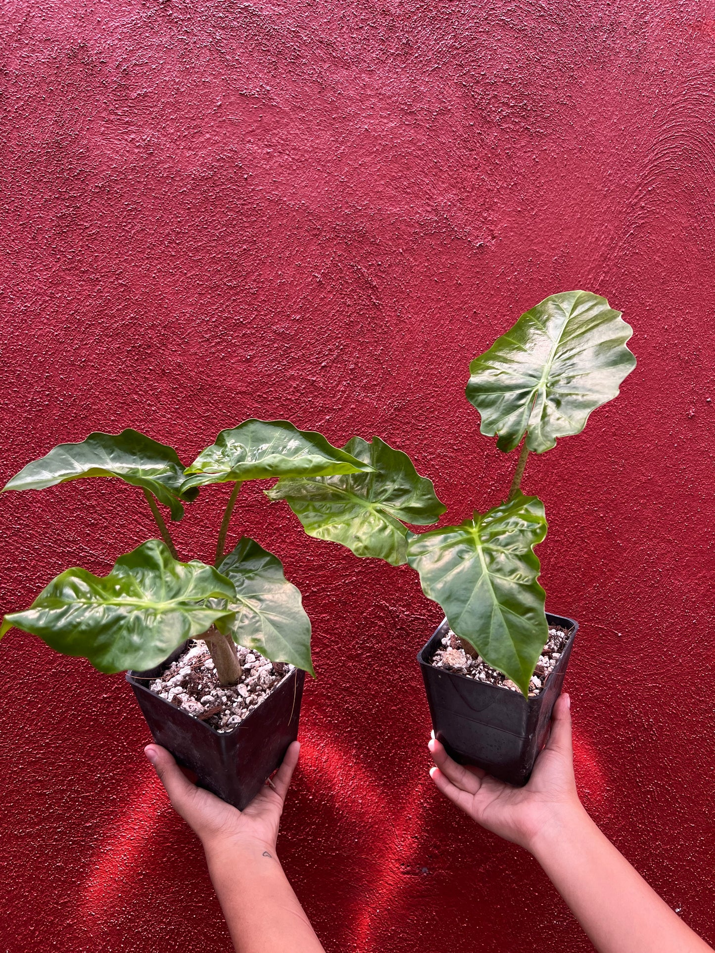 ALOCASIA LOW RIDER
