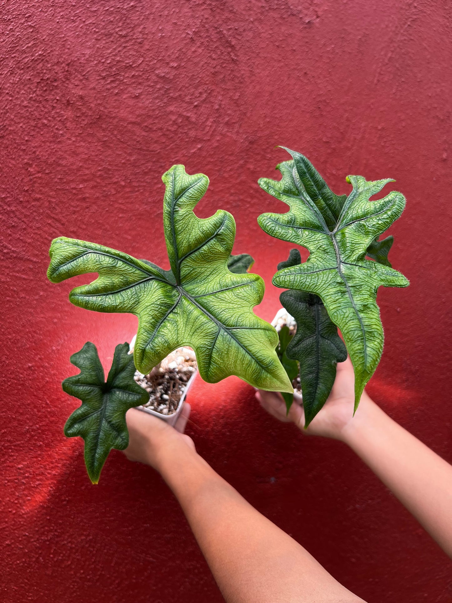 ALOCASIA JACKLYN