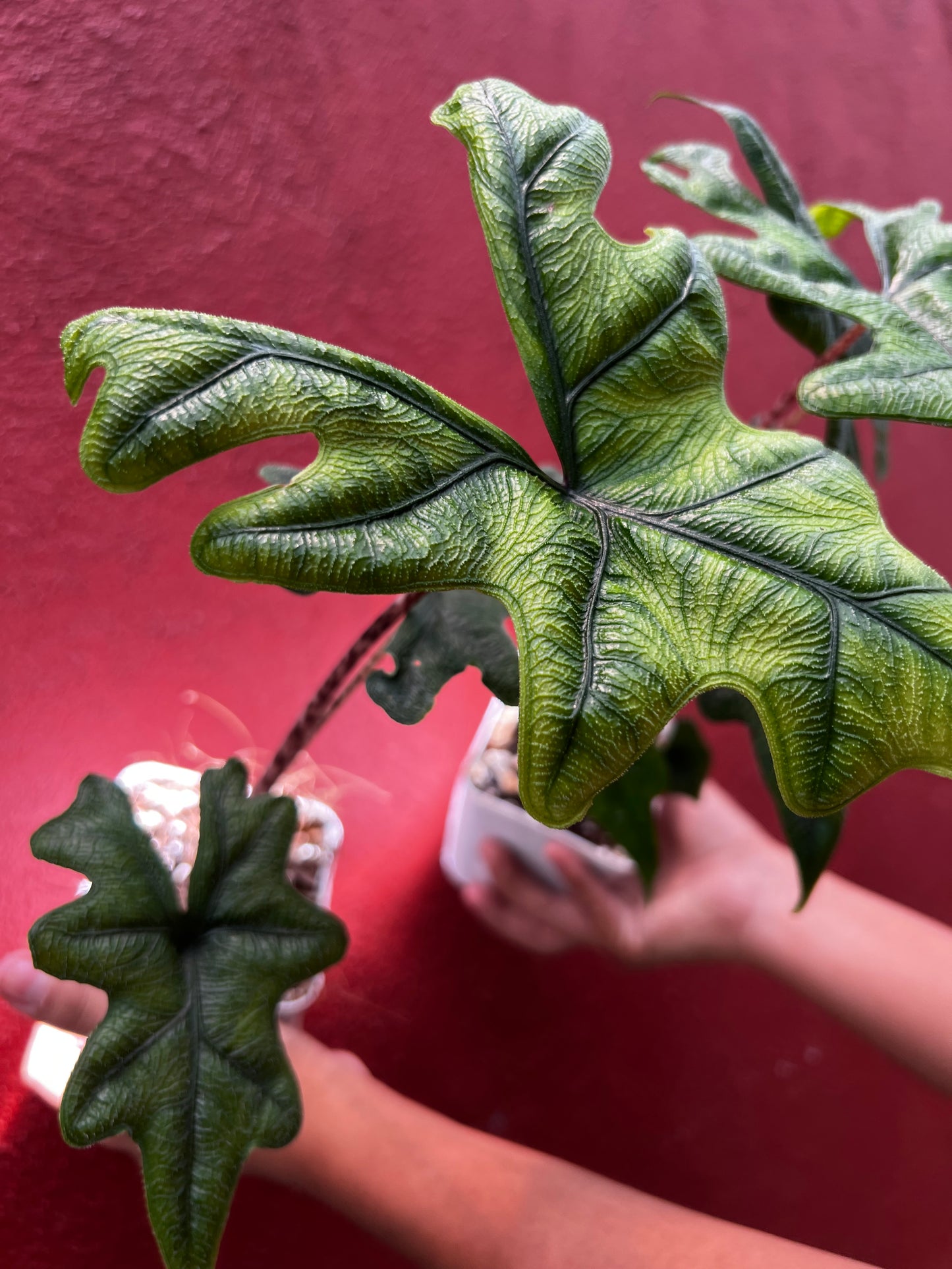 ALOCASIA JACKLYN