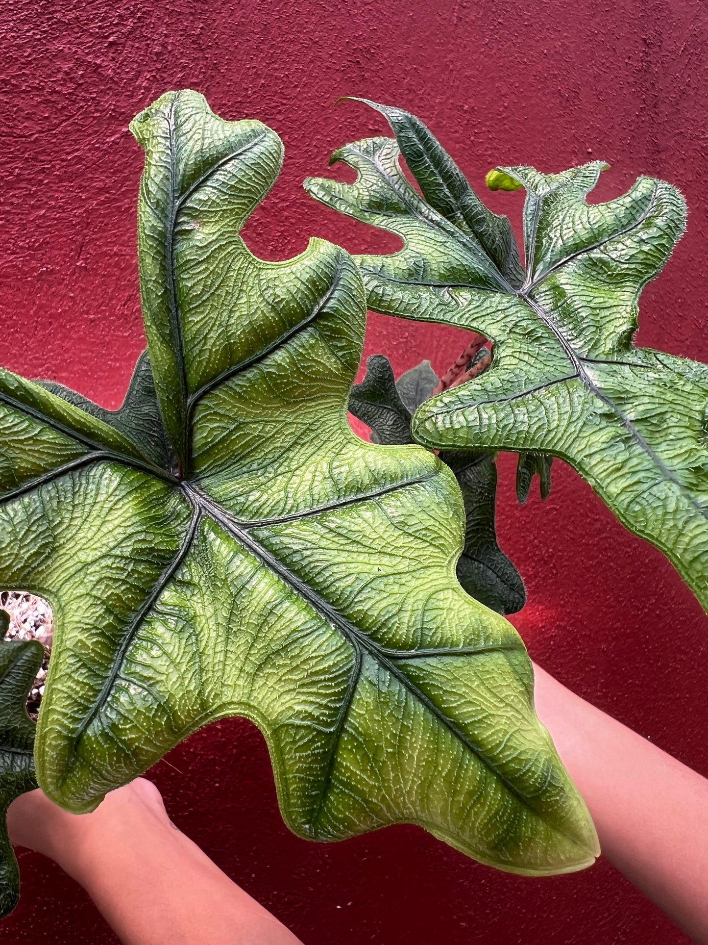 ALOCASIA JACKLYN