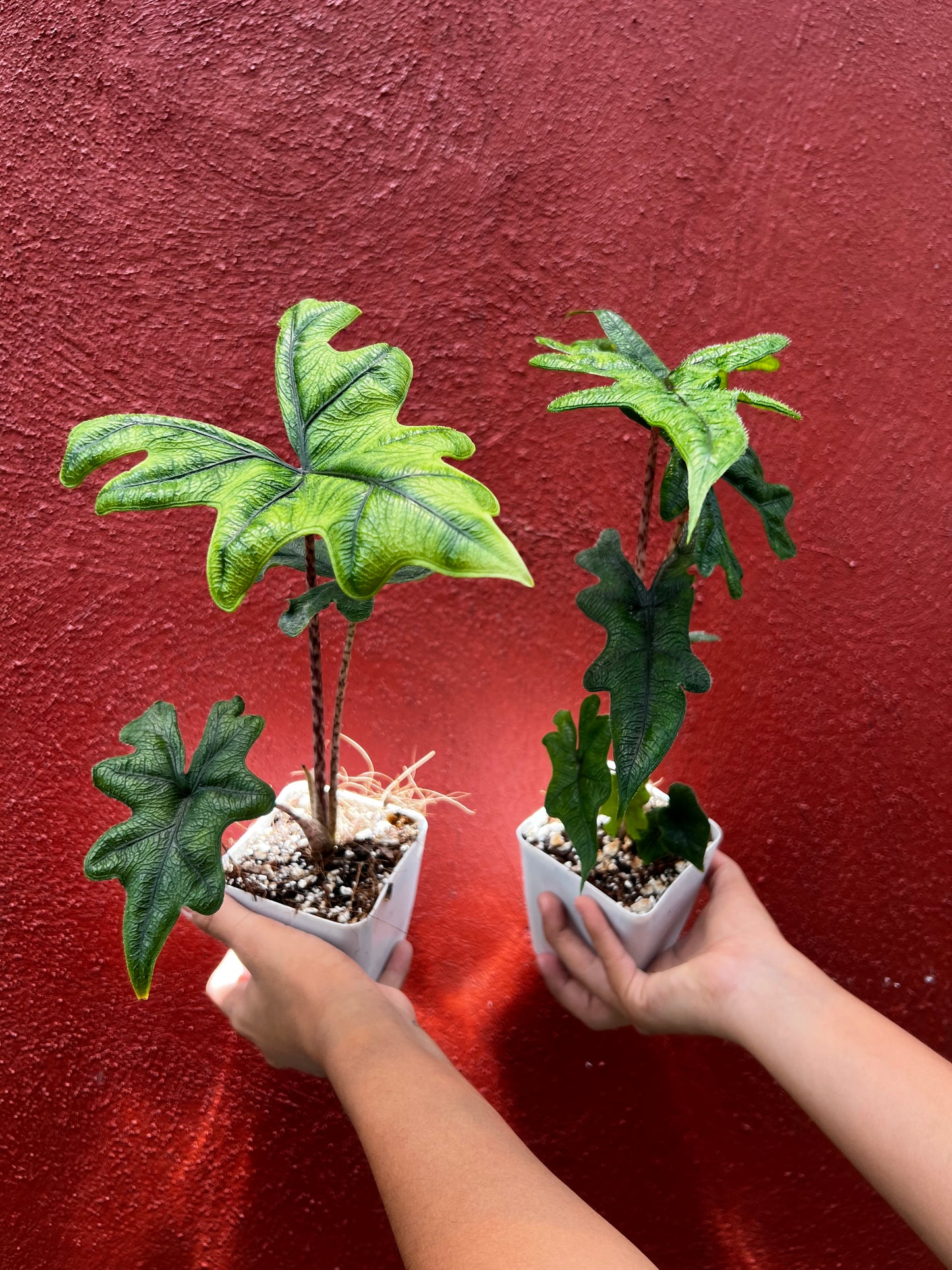 ALOCASIA JACKLYN