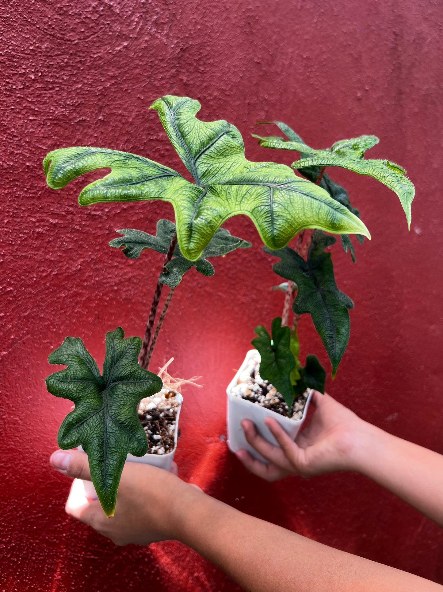 ALOCASIA JACKLYN