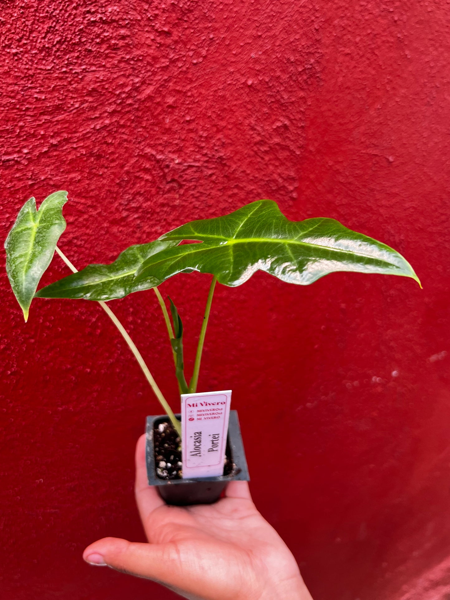 ALOCASIA PORTEI