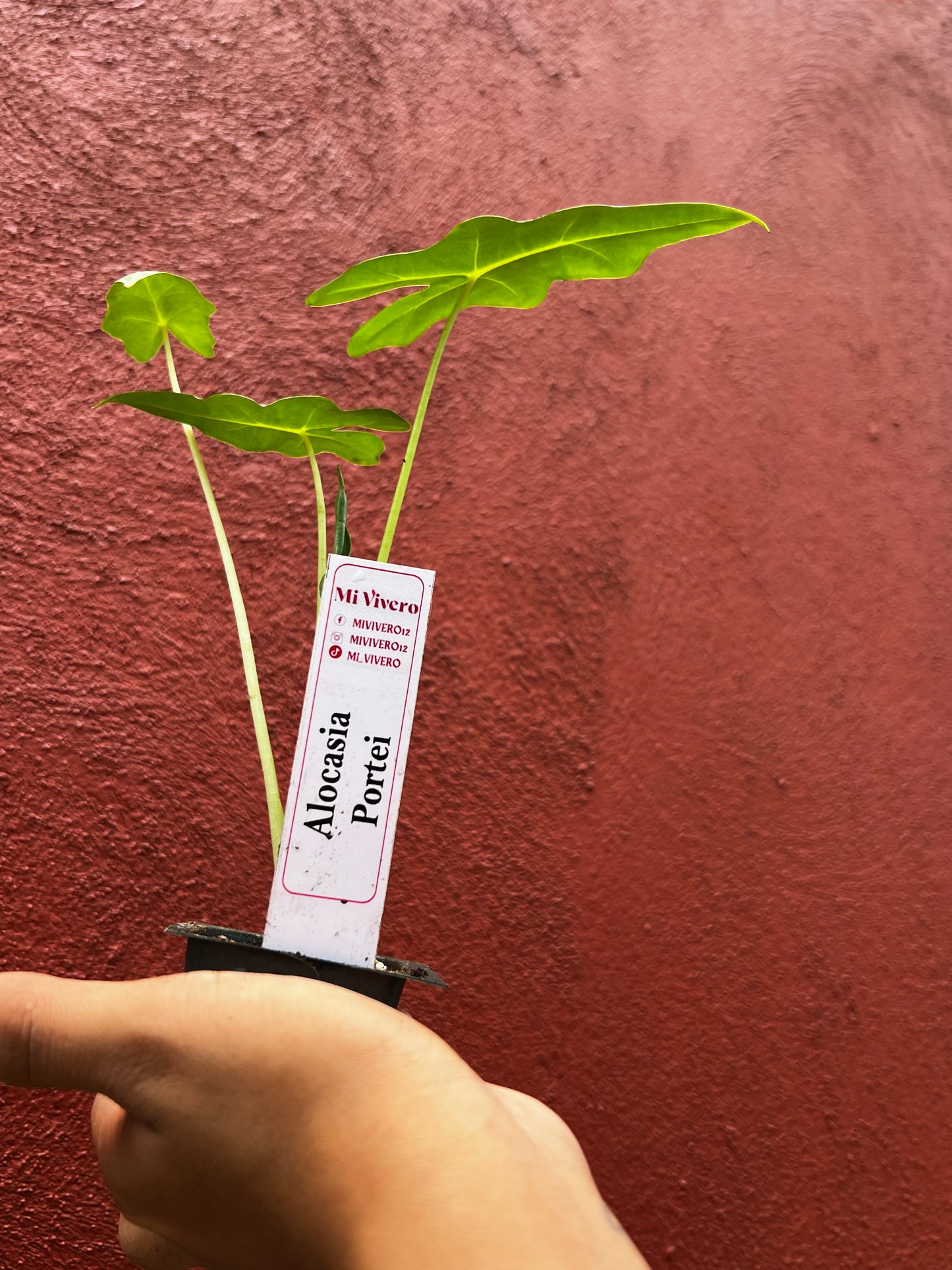 ALOCASIA PORTEI