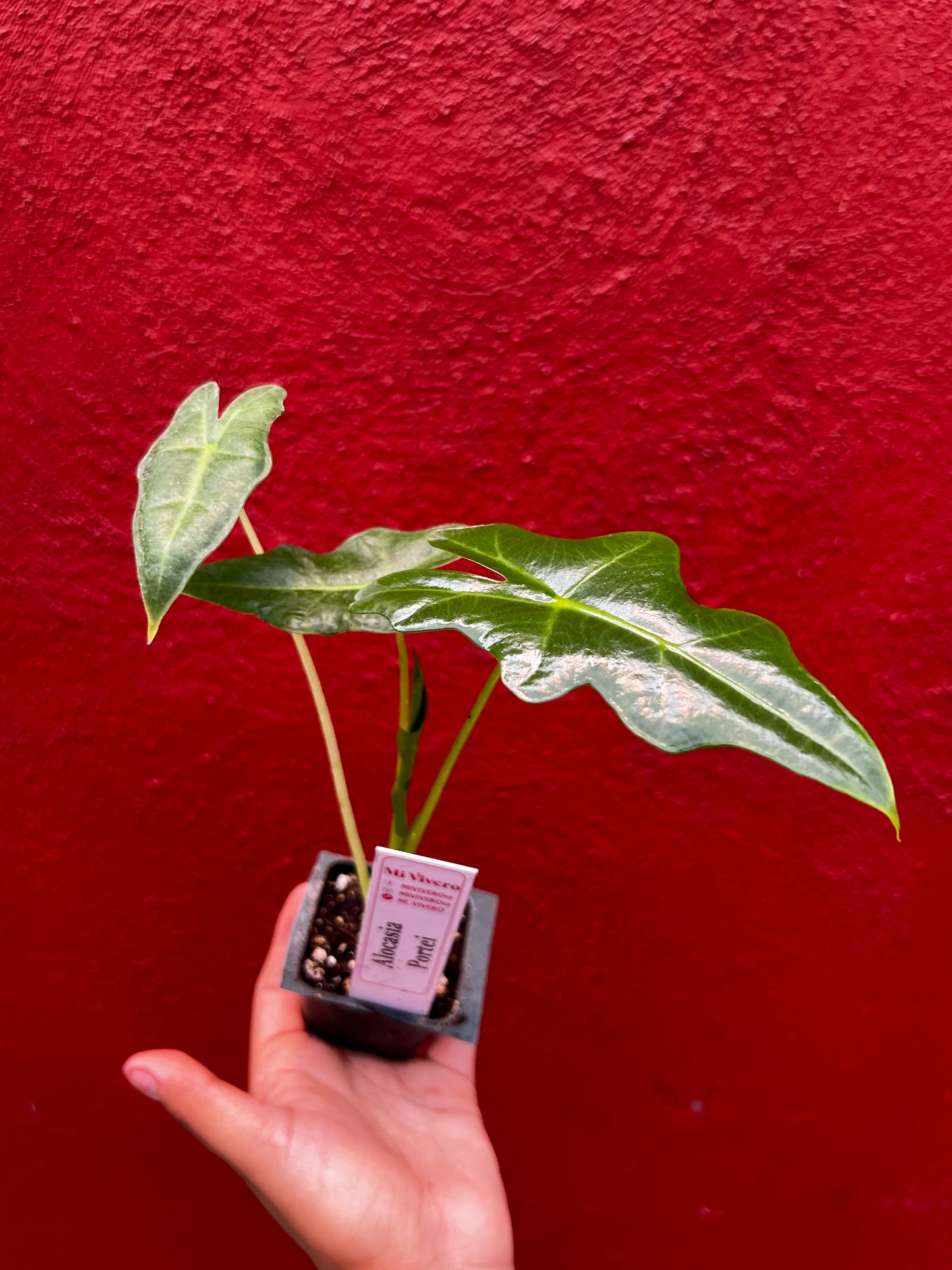 ALOCASIA PORTEI