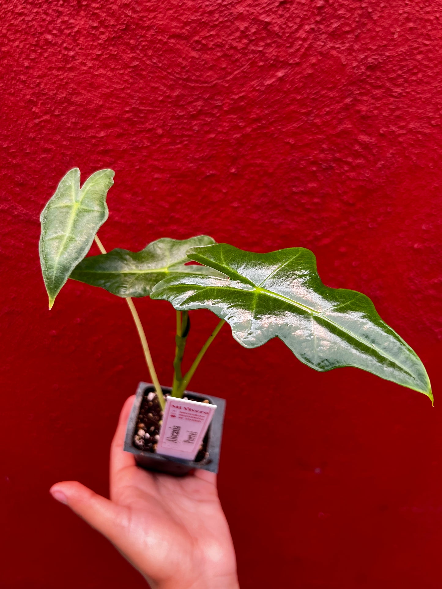 ALOCASIA PORTEI