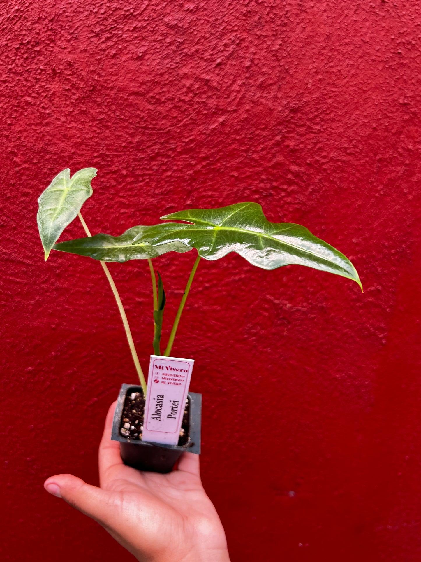 ALOCASIA PORTEI