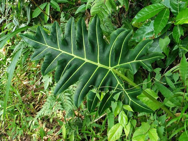 ALOCASIA PORTEI