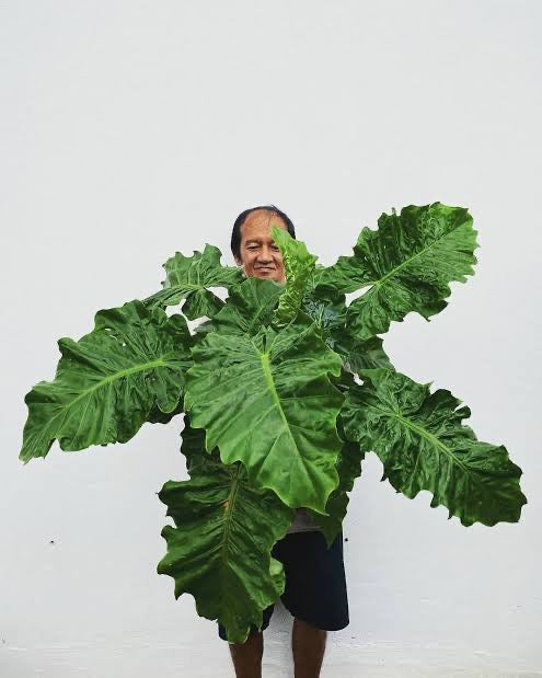 ALOCASIA LOW RIDER