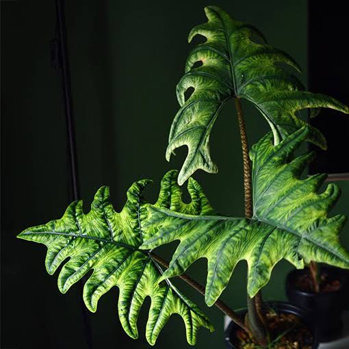 ALOCASIA JACKLYN