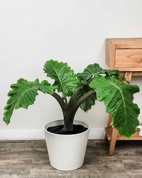 ALOCASIA LOW RIDER