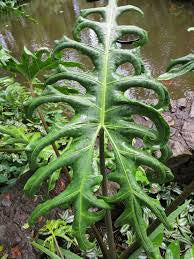 ALOCASIA PORTEI