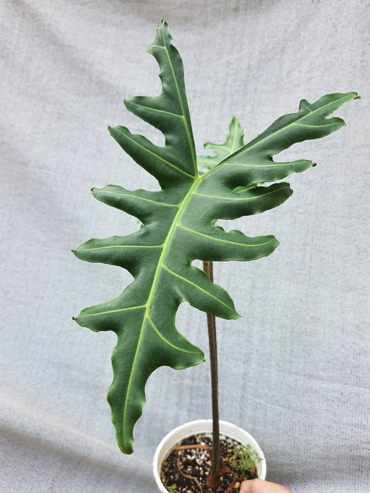 ALOCASIA PORTEI